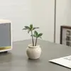 Plantas en Maceta de Bambú y Ciprés para la Mesa de Café de la Sala de Estar, Plantas Verdes Fáciles de Cuidar, Perennes para Todas las Estaciones, Plantas Purificadoras de Aire para Escritorio para la Oficina
