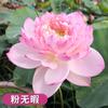 Loto Ornamental en Maceta Acuicultura Loto Comestible Plántulas Semillas de Lirio de Agua Nenúfares Semillas de Flores Plantas de Estanque Hidropónicas
