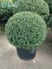 Casco de Tartaruga Azevinho Verde Árvore Bola Pátio Jardim Planta de Jardim Folha Pequena Bola de Azevinho Perene Resistente ao Frio e Bonita