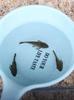Pez Limpiador de Acuario Peces Vigilantes Peces Tropicales de Agua Dulce Agua Fría Comiendo Excrementos Basura Heces Limpieza Algas Heng Ming