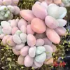 Planta Suculenta de Balcón en Maceta Premium Rosa Huevo de Durazno Montaña Rosa Planta Verde de Interior para Escritorio Jade Nevado Rocío de Jade