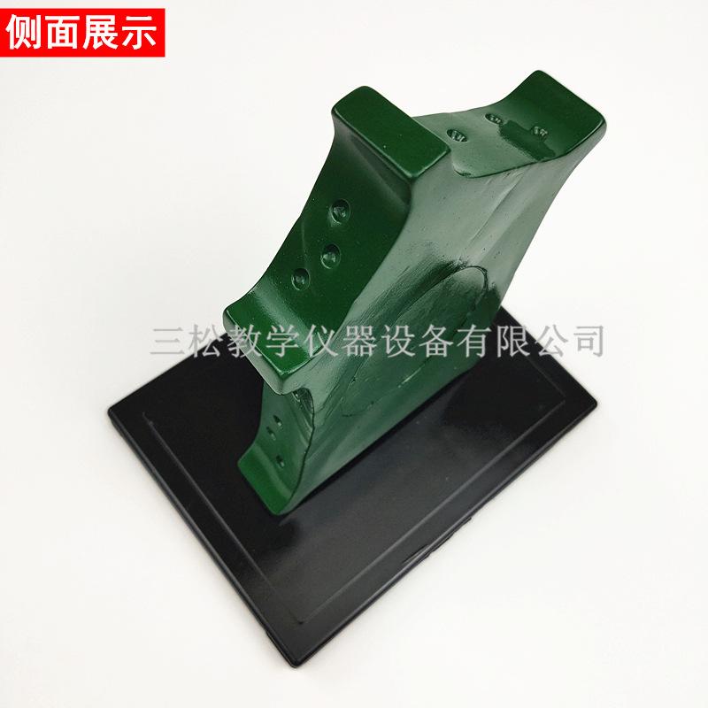 植物细胞模型4_副本