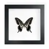Mariposa Real, Especie Preciosa de Verano, Mariposa Rara, Mariposa Pequeña de Cinta Verde, Adorno de Escritorio, Espécimen de Regalo, Pintura Decorativa, Espécimen de Mariposa