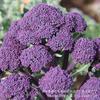 Sementes de Brócolis Roxos, Brócolis Flor Roxa, Sementes de Couve, Sementes de Vegetais de Outono para Quatro Estações