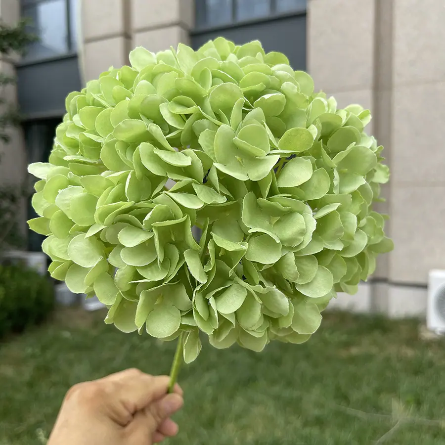 216片诗意美感大绣球-xzmxd-中绿.JPG