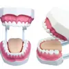 Cuidado dental salud modelo oral dental materiales dentales modelo de dentadura postiza enseñanza práctica