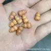 Cráneo de Calavera Tallado en Jade con Pasta Dorada Estilo Tíbet Pescado Accesorio DIY Cuentas Sueltas Semilla de Coco Rudraksha 108 Cuentas Budistas