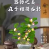 Árbol Bodhi en Maceta Pequeño Bodhi de la Esperanza Bonsái con Fruta Zen Chino Adornos de Escritorio Plantas Verdes Creativas de Interior
