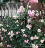 Plántulas de Rosas Trepadoras, Variedades Fragantes de Flores Grandes, Florecen Continuamente en Todas las Estaciones, Adecuadas para Trepar en Muros y Plantación en Jardines, Plantas en Maceta
