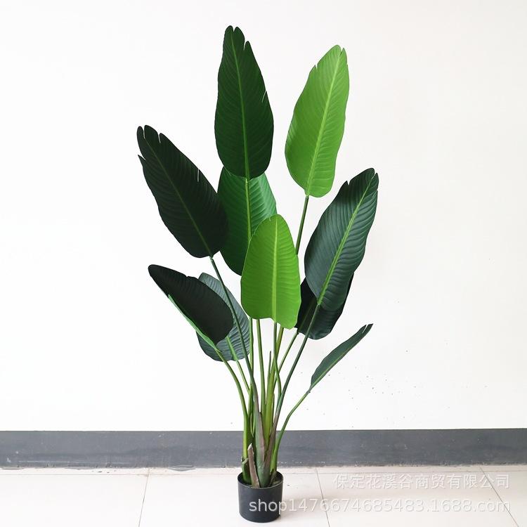 旅人蕉-5尺 149元_副本.jpg