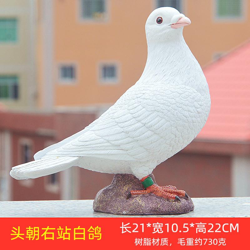 头朝右站白鸽