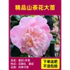 Camelia Xiangfei en maceta con brotes, flor roja de cinco colores, fácil de cultivar en interiores, florece en cualquier estación.