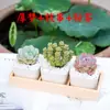 Pacote de Flores Planta Suculenta de Interior Combinação Planta em Vaso Incluindo Vaso Terra Suculenta Escritório Varanda Jade Verde Orvalho Criativo