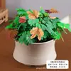Planta Mimosa em Vaso Pequeno, Planta para Varanda Interna, Sala de Estar, Escritório, Quarto Planta Verde, Planta Verde Fácil de Cuidar o Ano Todo