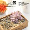 011 Serie Púrpura Planta Carnosa Cabeza de Flor Diseño Creativo de Bricolaje Accesorios para Arreglos Florales Suministro Directo de Fábrica de Flores Planta Verde Shang