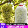 Bolsas de Tela No Tejida Personalizadas para Uvas, Bolsas de Tela No Tejida Transpirables a Prueba de Insectos y Pájaros para Frutas, Especiales para Frutas y Verduras, Venta al por Mayor