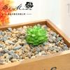 Suculentas Artificiais Mini Lótus de Pedra Plantas Verdes, Fornecimento Direto do Fabricante, Suprimentos Criativos para DIY, Acessórios de Decoração para Casa, Dropshipping Disponível