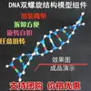 Componente del Modelo de Estructura de Doble Hélice de ADN J3242 Ácido Desoxirribonucleico Herencia Biológica Gen Instrumento de Enseñanza Materiales