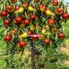 Mudas Vivas de Jujuba Plantadas no Sul e no Norte, Mudas Enxertadas de Jujuba, Mudas de Jujuba de Inverno Extragrandes, Mudas Frutíferas em Vasos no Mesmo Ano