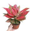 Plantas de Interior em Vaso com Folhas Verdes: Pothos, Menta, Planta Cobra, Árvore do Dinheiro, Jasmim e Outras Combinações de Plantas Verdes