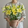 Perfume Importado Lírio Rosa Lírio Planta em Vaso Que Floresce em Todas as Estações e É Fácil de Viver em Ambientes Internos com Botões e Planta Resistente ao Frio Flores