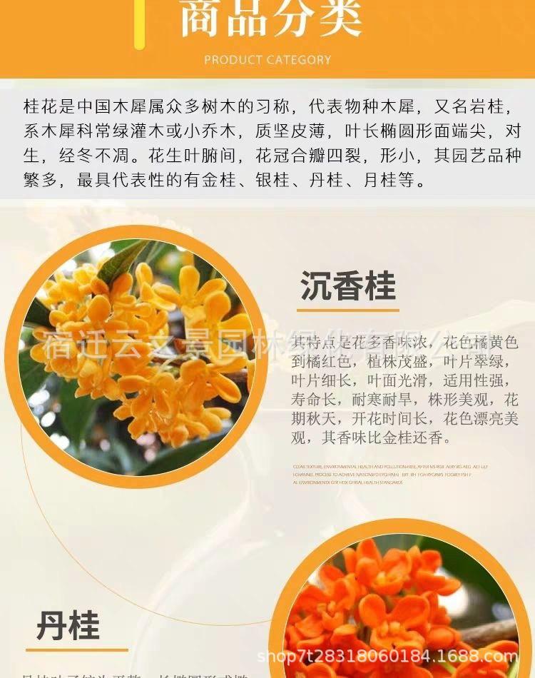 桂花详细4.jpg