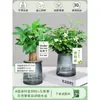 Árbol del Dinero Maceta Flores, Sala de Estar, Casa Próspera, Plantas Verdes, Fácil de Cultivar en Todas las Estaciones, Árbol del Dinero, Plantas Hidropónicas de Escritorio para Oficina