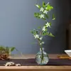 Planta Hidropónica Flor Jiulixiang Planta Verde Interior Qilixiang Maceta Jazmín Escritorio de Oficina Planta Perezosa Cultivada en Agua