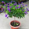 Encaje de Chocolate Flor Rocío Dorado en Maceta Morada Plántulas de Rocío Dorado Smurf Piruleta Balcón Patio Florales Fragantes Resistentes al Calor
