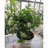 Planta de Interior con Forma de Bolígrafo Jazmín Flor Única Jazmín en Maceta Jazmín Piruleta Jazmín Fragante Tallo Único Jazmín Rey de Todas las Estaciones