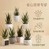 En stock Simulación Carnosa Garra de Águila Aloe Planta en Maceta Decoración de Escritorio Regalo Mini Planta Verde Bonsái TEMU Planta de Simulación