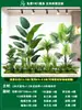 Paisagismo de Planta Artificial Varanda Arranjo de Paisagem Escada Interna Sob Árvore de Flores Artificiais Decoração Biomórfica Planta Verde Paisagismo Combinação