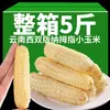 Maíz Dulce y Pegajoso Tipo Pulgar de 5 kg, Fresco de Yunnan Xishuangbanna, Mini Maíz Fragante y Pegajoso para Desayuno Infantil y Sustituto de Comida