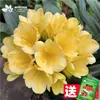 Planta Clívia Premium em Vaso com Botões de Flor, Planta de Interior Fácil de Cuidar, Mudas de Orquídea para Quatro Estações, Dez Flores Mais Valiosas para a Sala de Estar