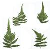 Helecho Rocoso Maquillaje Seco Planta Especimen Flor Seca Estampado Carcasa de Teléfono Móvil Marcador Hoja Real Flor Real Pegatina de Hoja