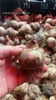 Se envían bulbos de lirio de los valles con capullos. Estas plántulas de lirio de los valles son resistentes al frío y fáciles de cultivar, lo que las hace adecuadas para plantas de interior en maceta y uso ornamental.. Las bombillas están disponibles para venta al por mayor