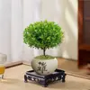 Planta Bonsái Rojo Nan de Hoja Pequeña Tocón Viejo Madera Nan Hilo Dorado Maceta Zen Chino Planta Verde de Escritorio Flor