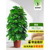 Planta en Maceta de Rábano Verde de Hoja Grande Columna Absorbe Formaldehído, Planta Verde Grande en Interiores para Atraer Riqueza y Prosperidad, Rábano Verde de Oficina, Sala de Estar Es Fácil de Mantener
