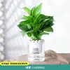 Florales de Interior, Plantas Verdes de Oficina, Hidroponía de Escritorio, Fácil de Mantener, Escritorio de Oficina, Sala de Estar, Plantas Pequeñas en Maceta, Potos Florecido, Árbol del Dinero