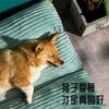Tapete para Perro para Dormir, Tapete de Piso para Mascotas para Todas las Estaciones, Cucha para Gato Resistente a Mordidas y Arañazos, Suministros para Mascotas Cálidos para Invierno