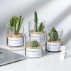 Vaso de Vidro Transparente Simples de Alto Borossilicato para Suculentas, Hidroponia, Vaso de Flores Paisagístico de Tubo Reto, Garrafa de Jardinagem para Cactos Atacado