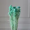Flores de Mijo Conservadas Blancas, Flores de Mijo Secas, Venta al por Mayor desde Fabricante, Materiales para Uñas Hechas a Mano DIY