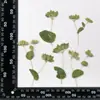 Forma Natural Flores Secas en Relieve Plantas en Relieve Especímenes de Enseñanza Marcadores de Libros Hechos a Mano DIY Pegamento Flores Secas Funda para Teléfono Móvil
