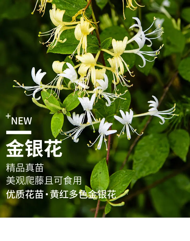 详情图片_03
