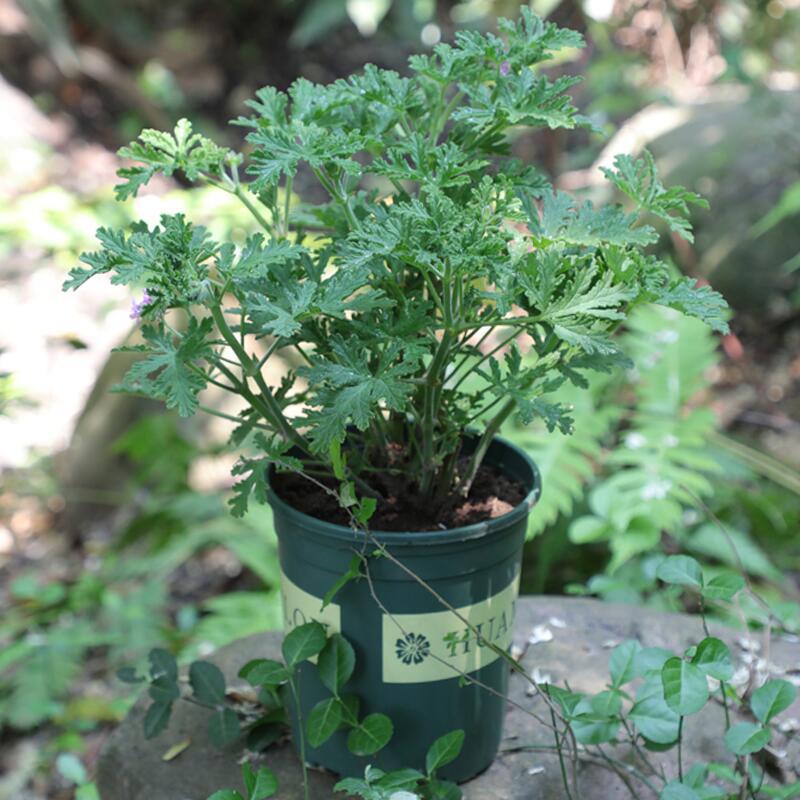 QQ图片20210808214124