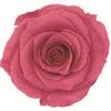 Caja de Joyería Cuadrada de Flores Eternas, Caja para Anillo Flor de Rosa de Cristal, Regalo de Boda San Valentín con Flores Secas, Accesorios de Decoración para Puesto