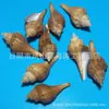 Artesanías de Caracolas Naturales Vendidas por Libra para Acuarios, Fotografía, Educación de Estudiantes y Niños, Minería y Uso Marino