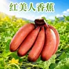 Plátano Rojo Belleza de Fujian, entrega 1/3/ 2.5kg Plátano de piel roja, caja de regalo tropical noharinoso, fruta fresca
