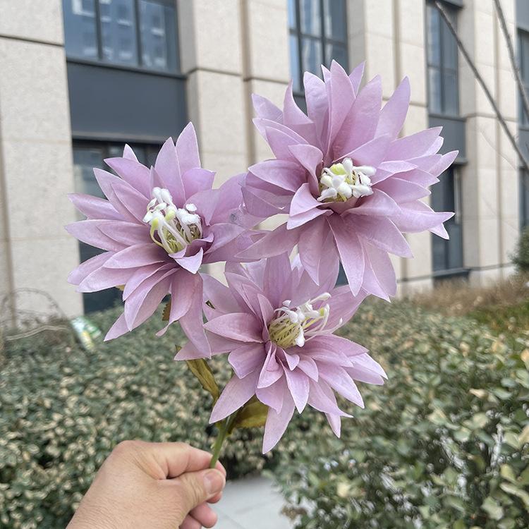 新3头大爪菊-sxftx-紫色.JPG