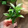Materiais DIY para Micro-Paisagismo com Musgo, Planta Única de Grama em Rede, Plantas Verdes Frescas para Aquascaping, Samambaias para Paisagismo de Aquário-Terrário